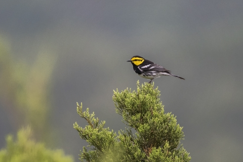 A golden-cheeked warbler perches on top of an Ashe juniper tree