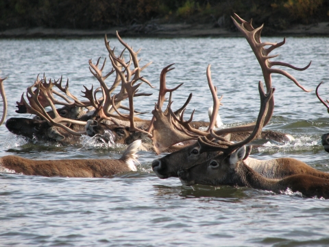 A group of caribou swimming, with heads and antlers visible above the water
