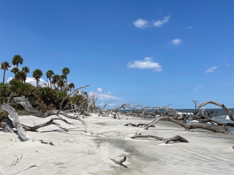 Boneyard beach at Wassaw NWR