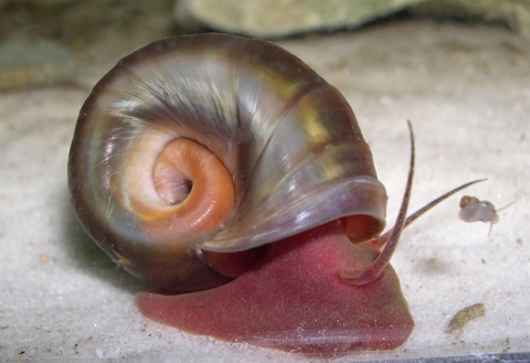 A pinkish red snail with a rounded shell like a rams horn