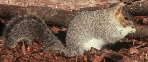 Delmarva fox squirrel on the ground in leaf litter eating an unseen food item.