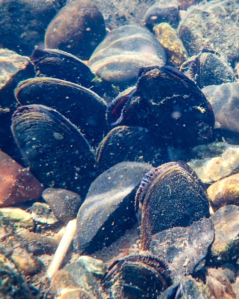 Freshwater mussels among rocks at the bottom of a body of water