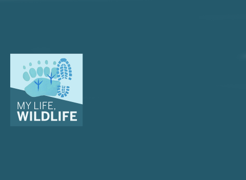 Graphic Logo with foot prints in different shades of blue and white text reading my life, wildlife 