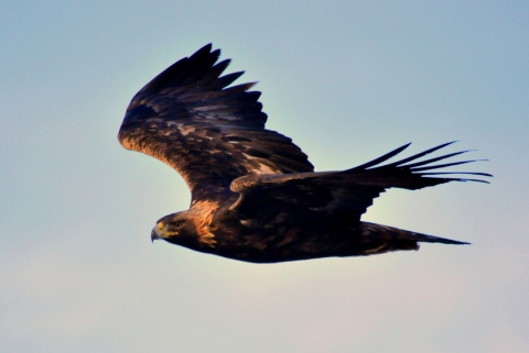 A brown eagle with a very sharp curved beak flying through the air.