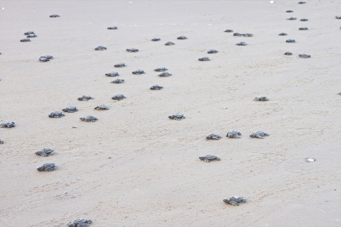 sea turtle hatchlings crawl on beach