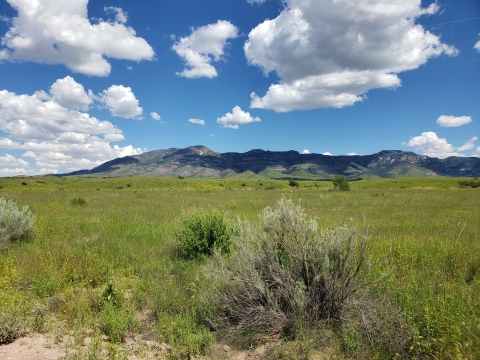 Scenic photo of the Animas mountains