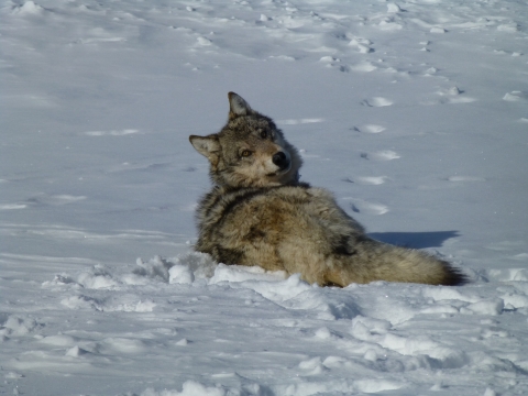 A gray wolf in the snow