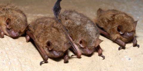 Tricolored Bat Cluster