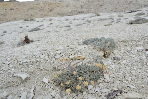 A low growing plant with yellow flowers on a hillside covered in greyish-white rock,
