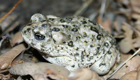 A toad with white skin and dark colored spots