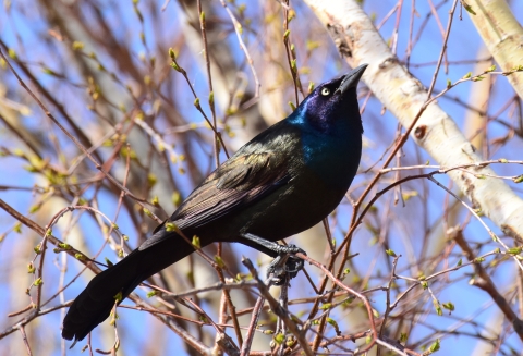 An iridescent black, blue and purple bird perched on a spring tree branch