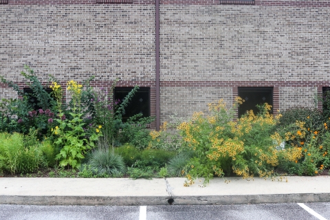 A diversity of flowering plants in front of an office building