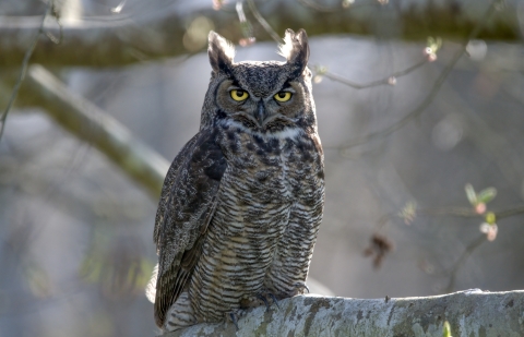 A large brown patterned owl with feathers like horns above each yellow eye, standing on a large tree branch