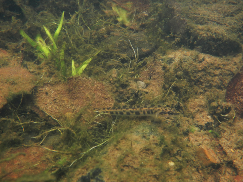 A leopard darter (Percina pantherina) swims at the bottom of Mountain Fork River, Arkansas, August 25, 2022.