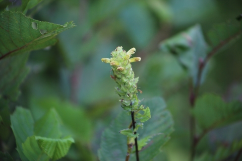 A plant with small tube-like yellow flowers on a long stem