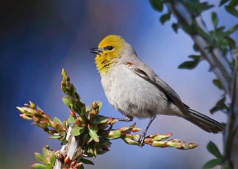Small bird with a white feathers on breast and yellow feathers on face