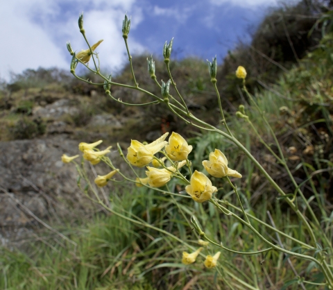 several yellow tube flowers