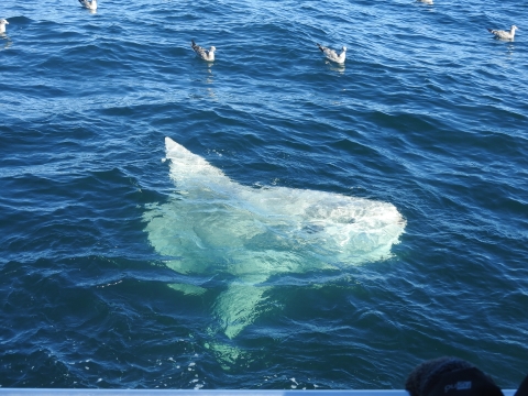 a big white fish dwarfs the gulls on the water