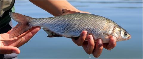 a person holds a silver freshwater fish called a clear lake hitch. The fish is about a 12 inches.