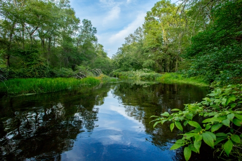 A river bordered by green shrubs and trees and a blue sky with white clouds reflected in the water's surface