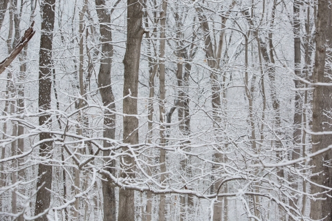 Snowy branches 