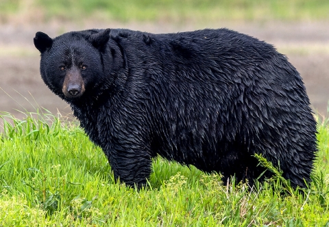 Large black bear standing in green grass