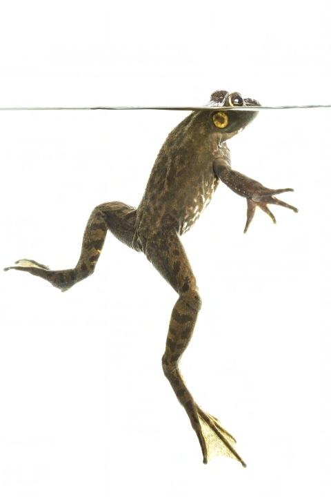 Profile of American Bullfrog swimming in still water with top portion of head poking out of the surface.