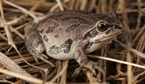 buff-colored crustacean with brown speckles on multi-colored sandy bottom of creek 