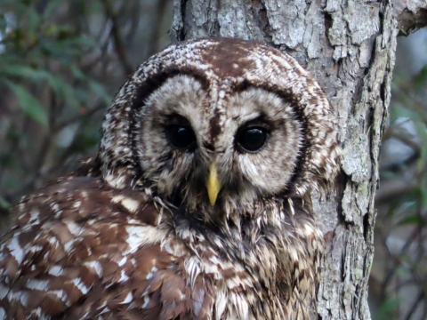 White and brown barred owl sitting on tree branch next to the tree trunk