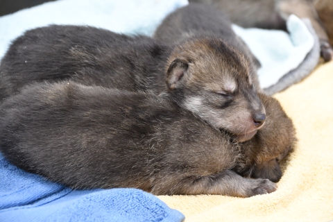 Two Mexican wolf pups asleep on a blanket