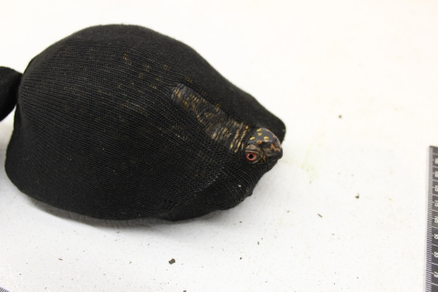 A turtle sticks its head out of as suck it's been stuffed inside