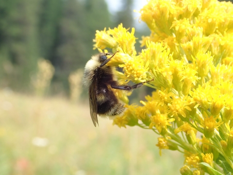 Western bumble bee on goldenrod in the Wallowa Mountains In Oregon