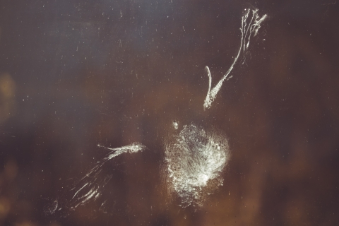 impression of a pigeon bird's body, wings and feathers in powder down dust on a window after impact or collision