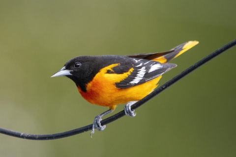 A black bird with bright orange breast and white feathers mixed into it's black wings