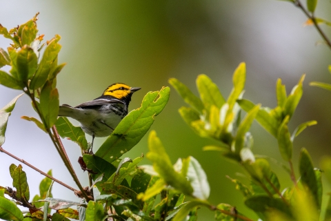 Golden-cheeked warbler