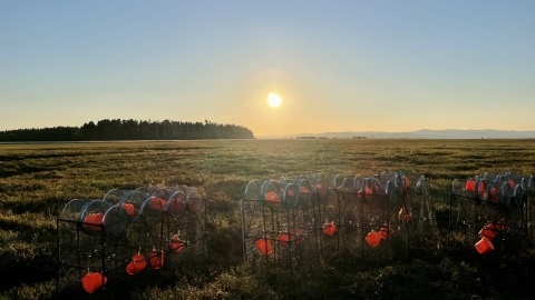 Crab removal traps stacked together on wetland during sunrise.