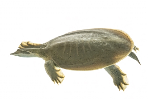 Smooth softshell turtle