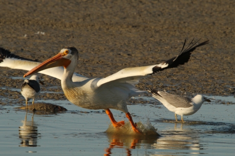 	American white pelican at Bear River Migratory Bird Refuge