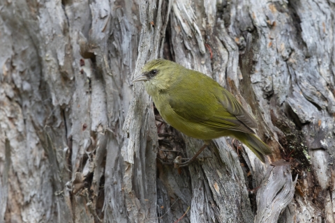An ʻalawī perched on tree trunk at Hakalau Forest National Wildlife Refuge