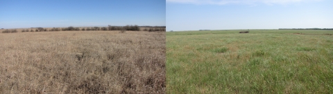 two images side-by-side. Left shows a brown prairie with trees encroaching. Right shows green grass and the branches of removed trees