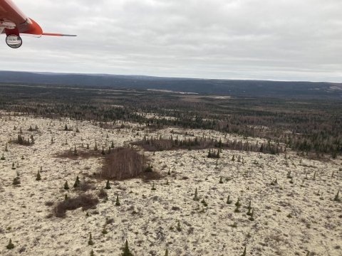 aerial view of lichen covered forest floor