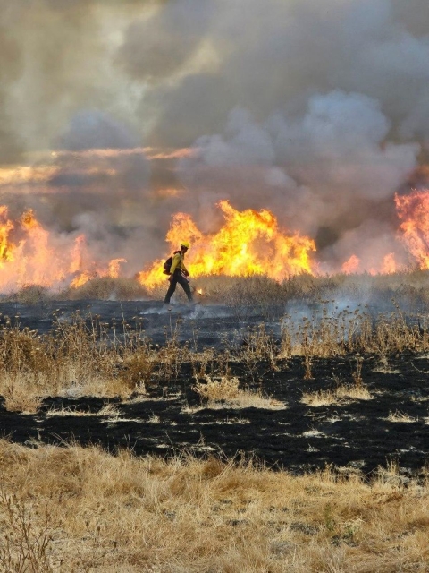 A firefighter lights dry vegetation on fire for a prescribed burn. There are flames behind him and a mix of standing and burned vegetation in the foreground.