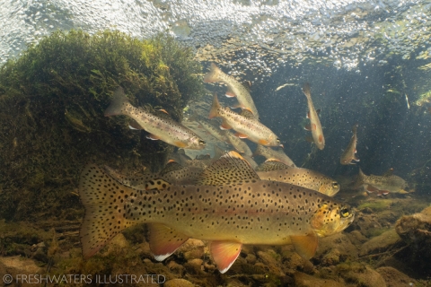 A group of Apache trout swimming along a rocky river bottom.
