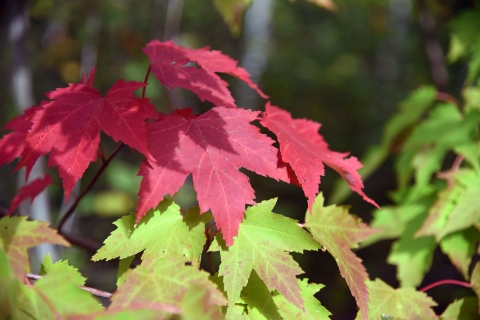 Photo of red maple leaf