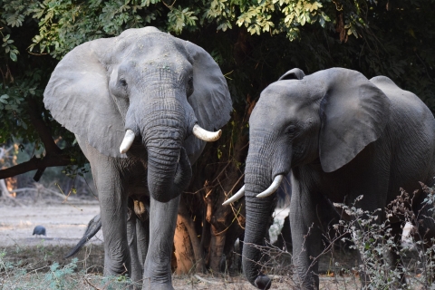 Savanna elephants