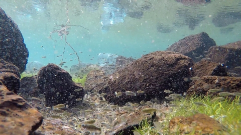 An underwater image of small silver fish swimming near brown lava rocks above a sandy and grassy river bottom.