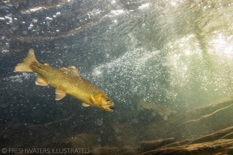 A trout with dark spots is about to catch a small food item