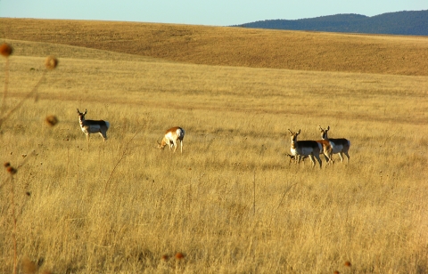 Image of 4 Pronghorn animals grazing on a grassland