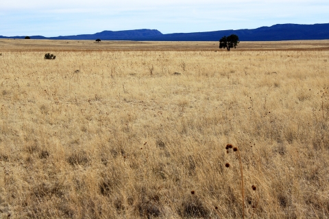 Image of a grassland that has been maintained on the reservation