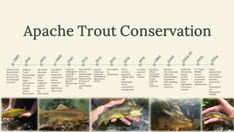 A timeline showing important milestones of Apache trout conservation from 1885 - 2024